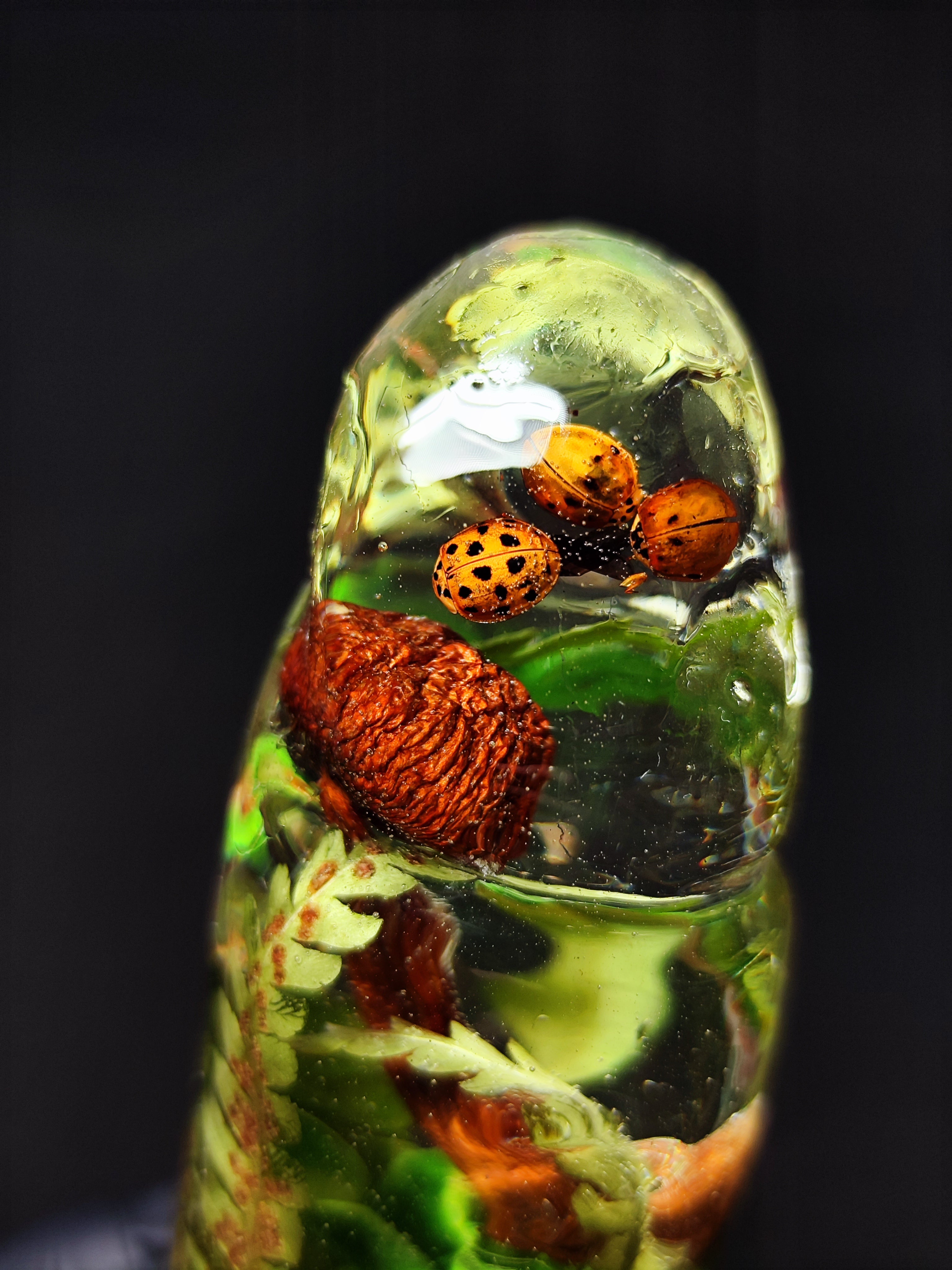 🍄‍🟫🐞Sculpture with Mushroom, Ladybug, Fern, Moss, Eucalyptus(16cm|6.3in|free shipping|handmade)🪴