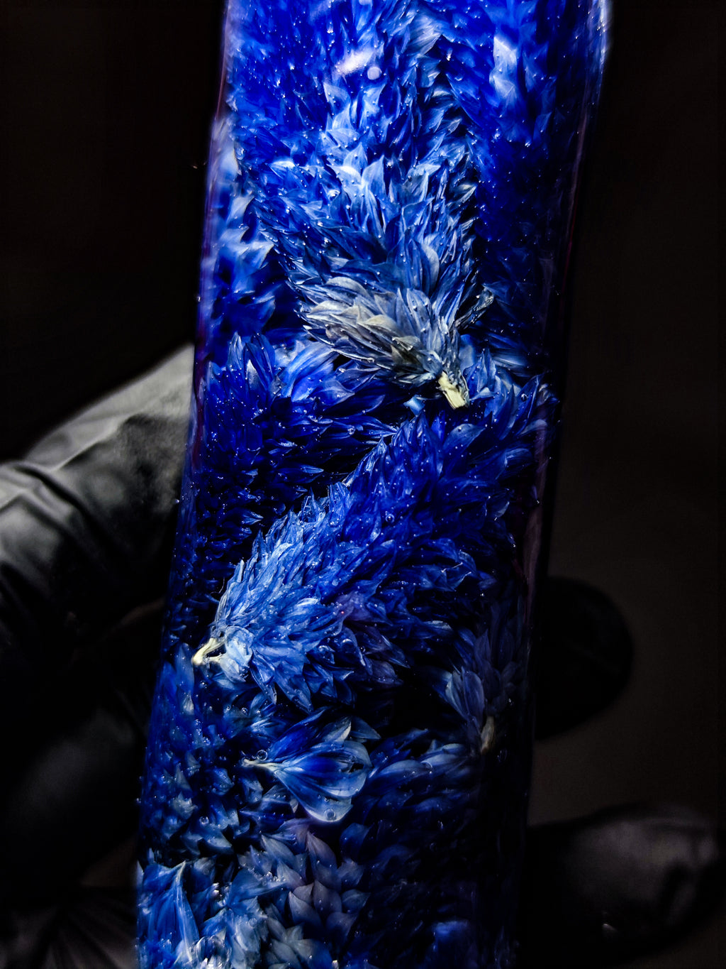 💙Phalaris(16cm|6.3in|free shipping)