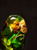 🌿🐝🍄‍🟫🐞Handmade Epoxy Resin Sculpture with Wasp, Ladybug, Mushroom, Fern, Moss(16cm|6.3in|free shipping)