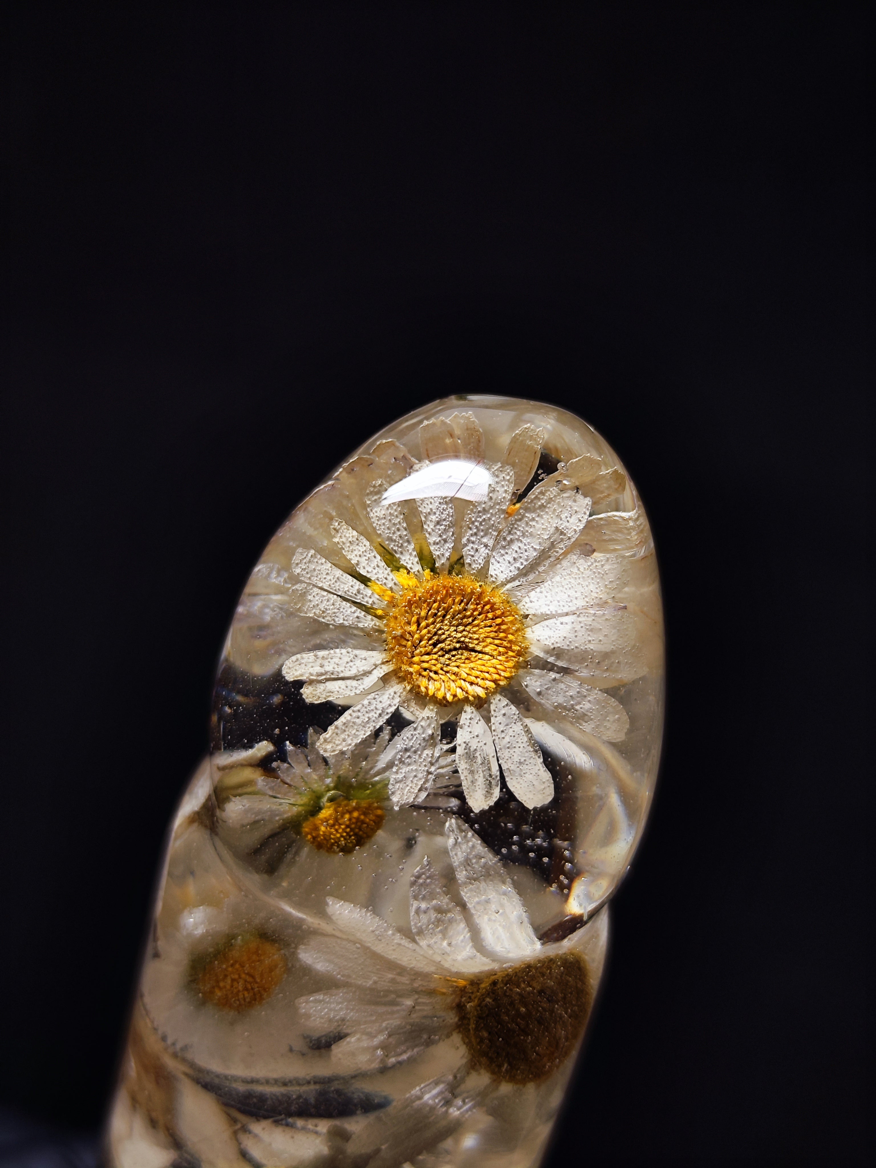 🤍Daisies(16cm|6.3in|free shipping)